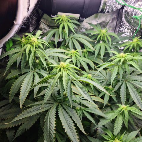 Cookie growlog timeline photo