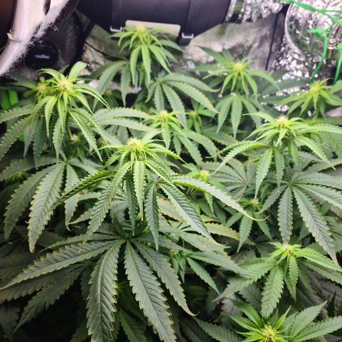 Cookie growlog timeline photo