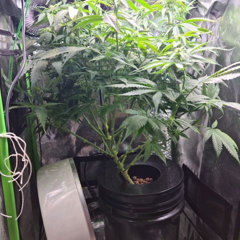 Cookie growlog timeline photo