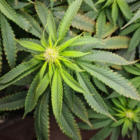 Cookie growlog timeline photo