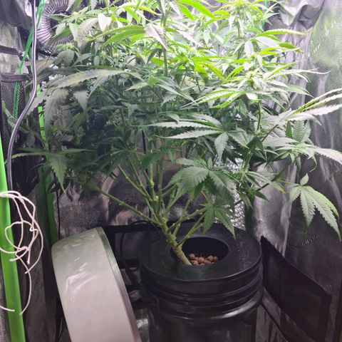 Cookie growlog timeline photo