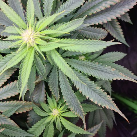 Cookie growlog timeline photo
