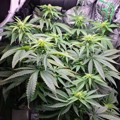 Cookie growlog timeline photo