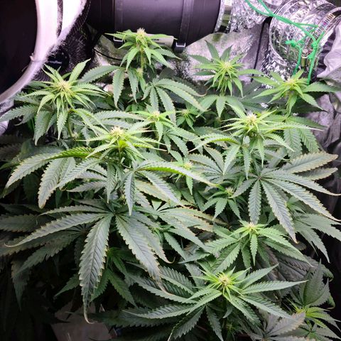 Cookie growlog timeline photo