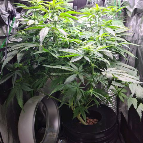Cookie growlog timeline photo