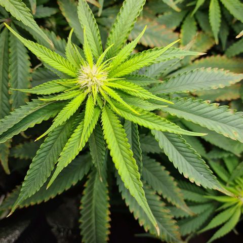 Cookie growlog timeline photo