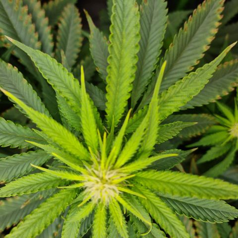 Cookie growlog timeline photo