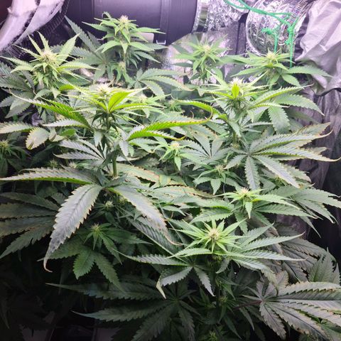 Cookie growlog timeline photo
