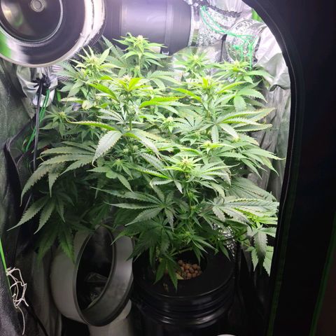 Cookie growlog timeline photo