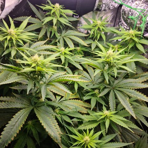 Cookie growlog timeline photo