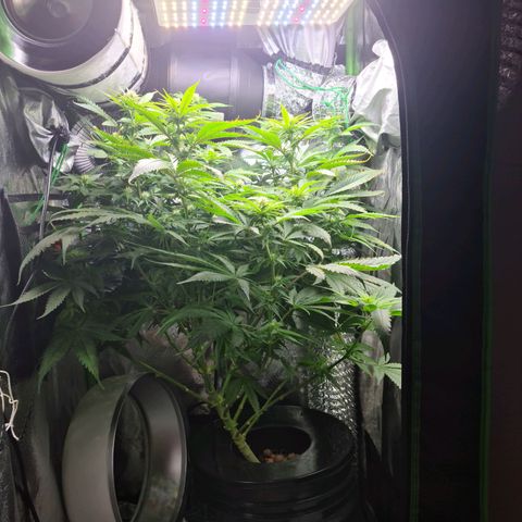Cookie growlog timeline photo