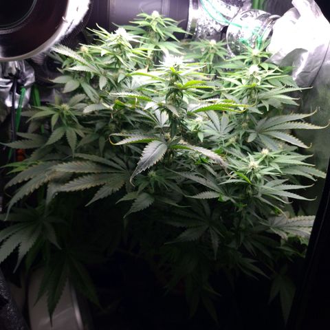 Cookie growlog timeline photo