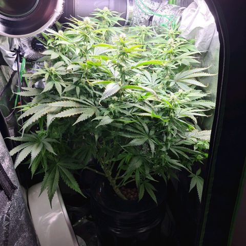 Cookie growlog timeline photo