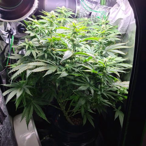 Cookie growlog timeline photo
