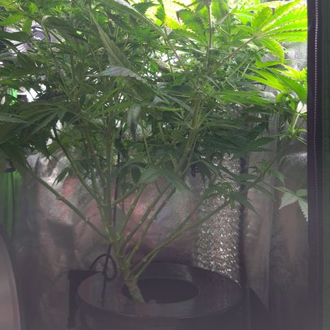 Cookie growlog timeline photo