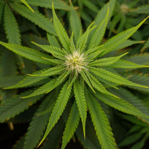 Cookie growlog timeline photo