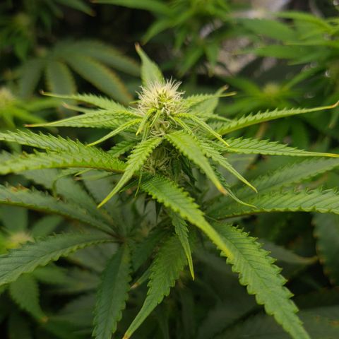 Cookie growlog timeline photo