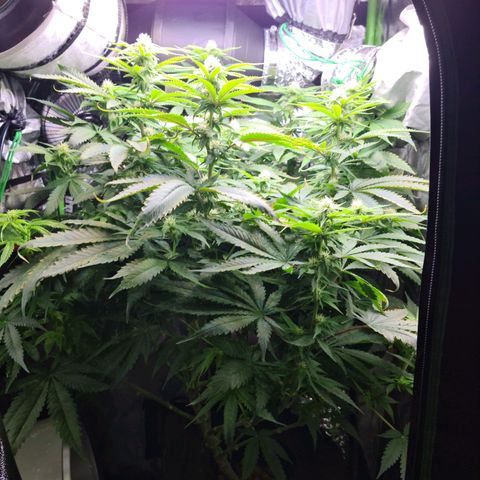 Cookie growlog timeline photo