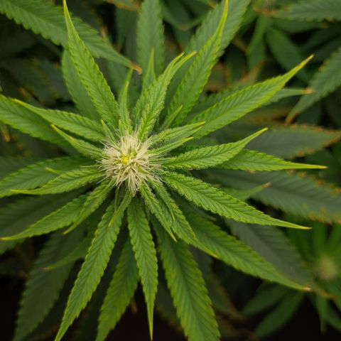 Cookie growlog timeline photo