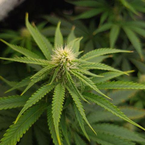 Cookie growlog timeline photo