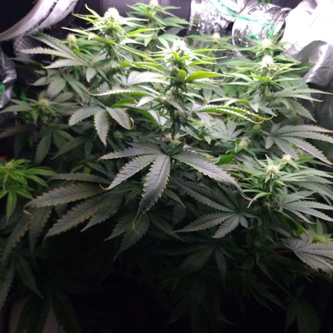 Cookie growlog timeline photo