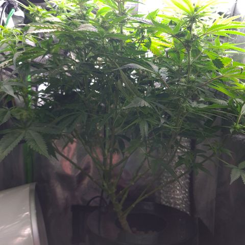 Cookie growlog timeline photo