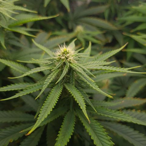 Cookie growlog timeline photo