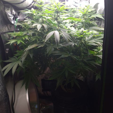 Cookie growlog timeline photo