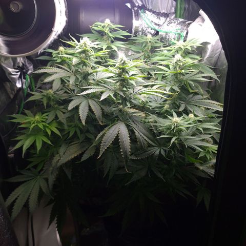 Cookie growlog timeline photo