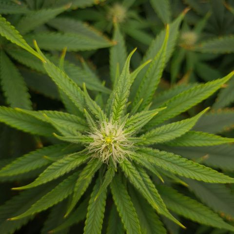 Cookie growlog timeline photo