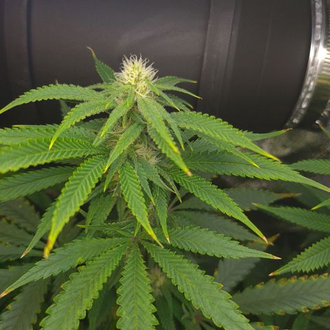 Cookie growlog timeline photo