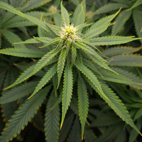 Cookie growlog timeline photo