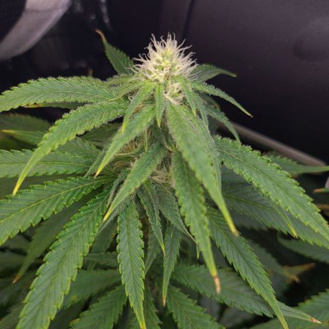 Cookie growlog timeline photo