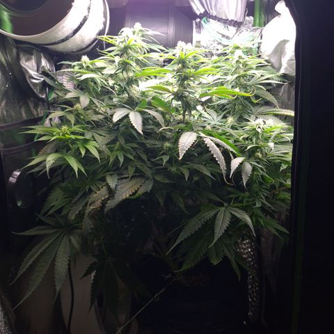 Cookie growlog timeline photo