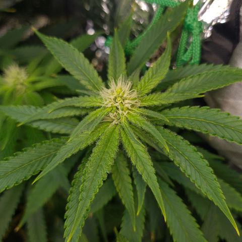 Cookie growlog timeline photo