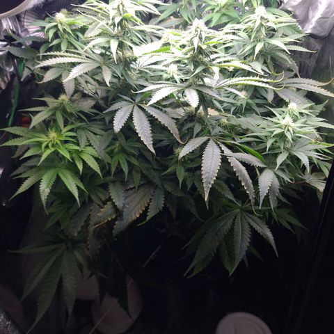 Cookie growlog timeline photo