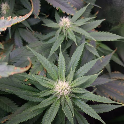 Cookie growlog timeline photo