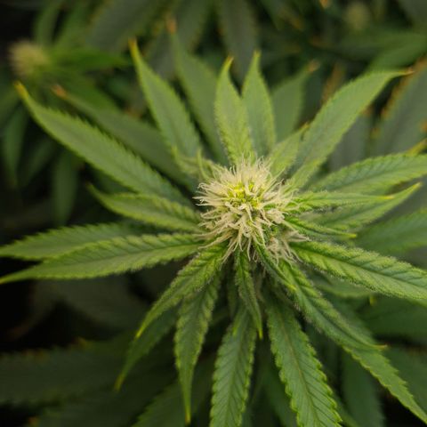 Cookie growlog timeline photo