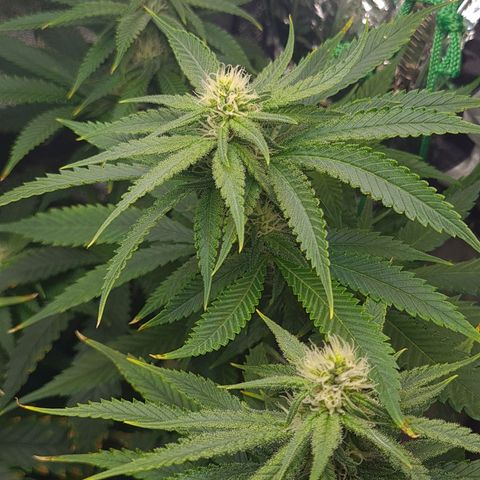 Cookie growlog timeline photo