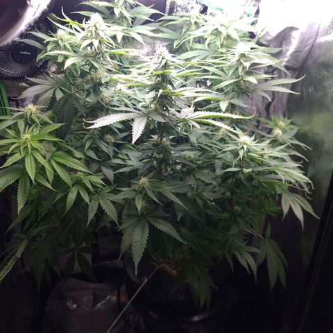 Cookie growlog timeline photo