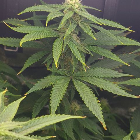 Cookie growlog timeline photo