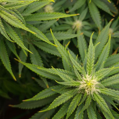 Cookie growlog timeline photo