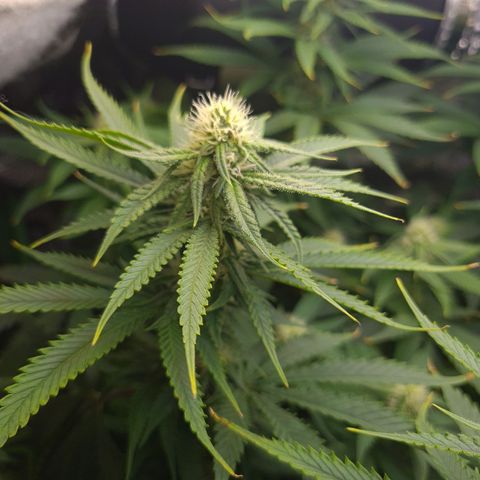 Cookie growlog timeline photo
