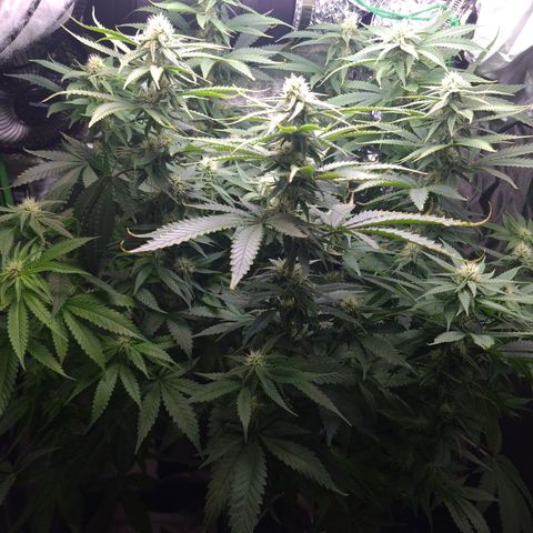 Cookie growlog timeline photo