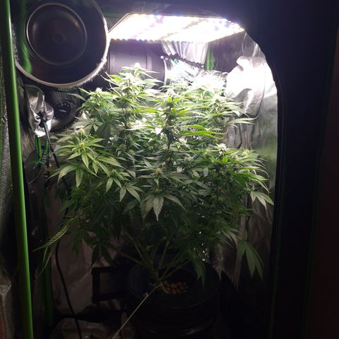 Cookie growlog timeline photo