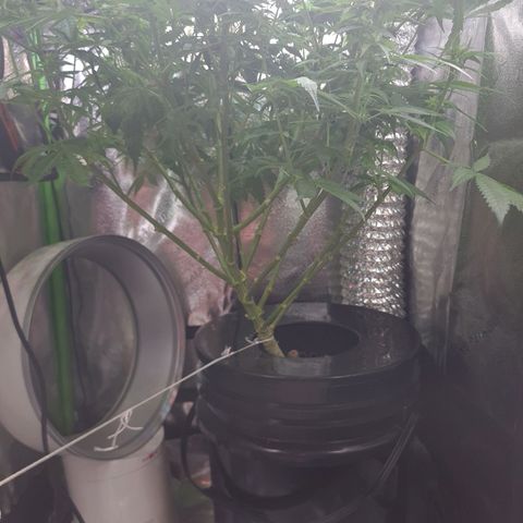 Cookie growlog timeline photo