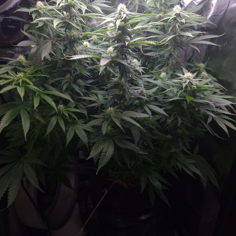 Cookie growlog timeline photo