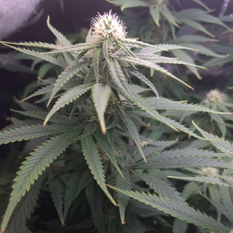 Cookie growlog timeline photo