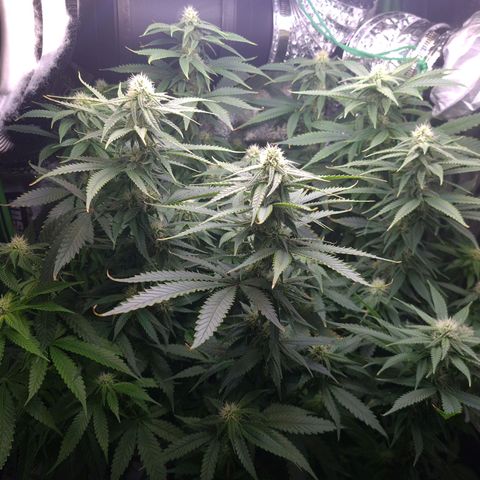 Cookie growlog timeline photo