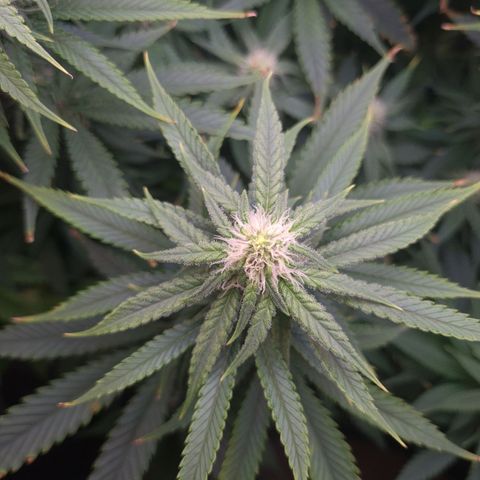 Cookie growlog timeline photo